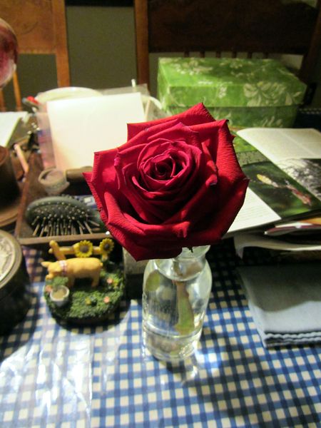 Rose from funeral flowers crop Nov 2024.jpg