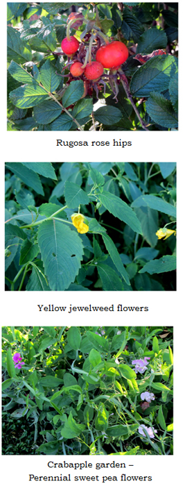 Flower collage4 text crop July 2025.jpg