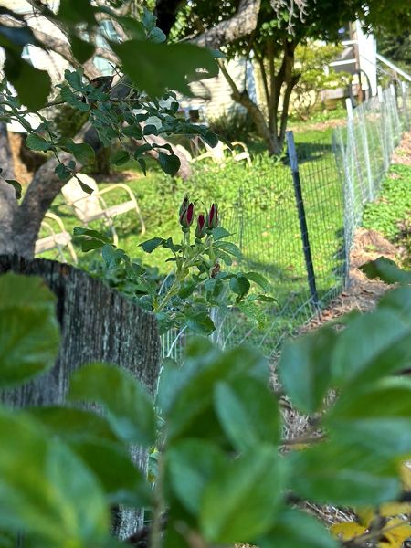 Rugosa rose buds2 crop Sept 2025.jpg