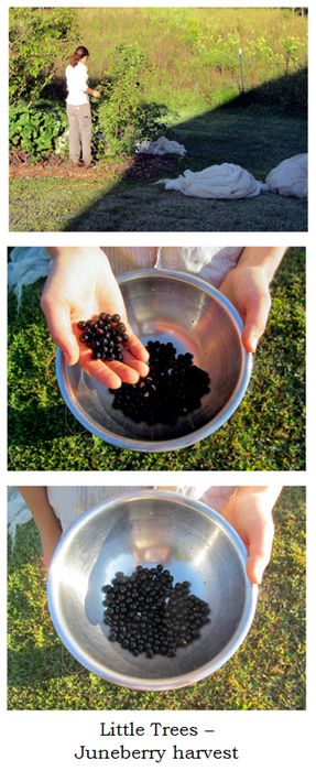 Juneberry harvest collage text crop August 2025.jpg