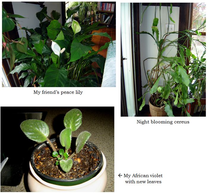 House plants collage text crop Oct 2025.jpg