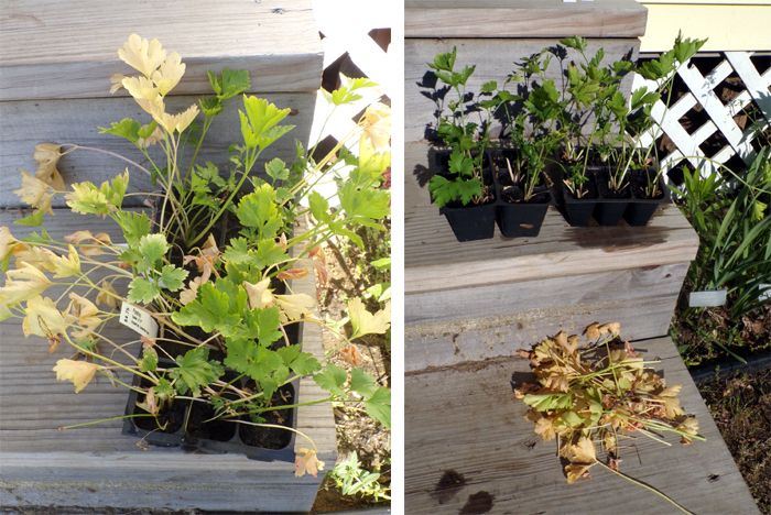 Parsley comparison crop May 2023.jpg