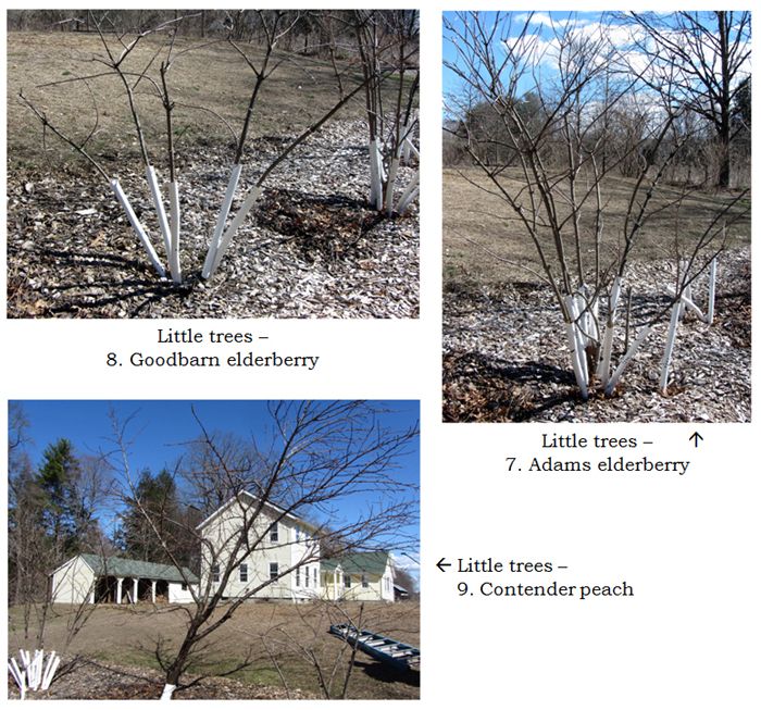 Little Trees - collage3 text crop March 2025.jpg