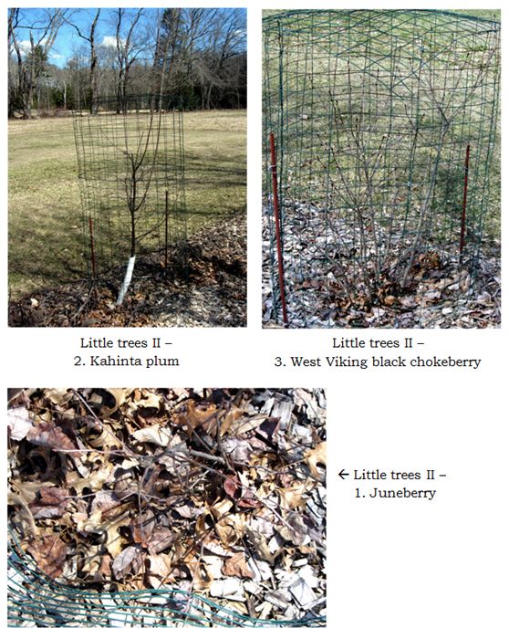 Little trees II - collage1 text crop March 2025.jpg