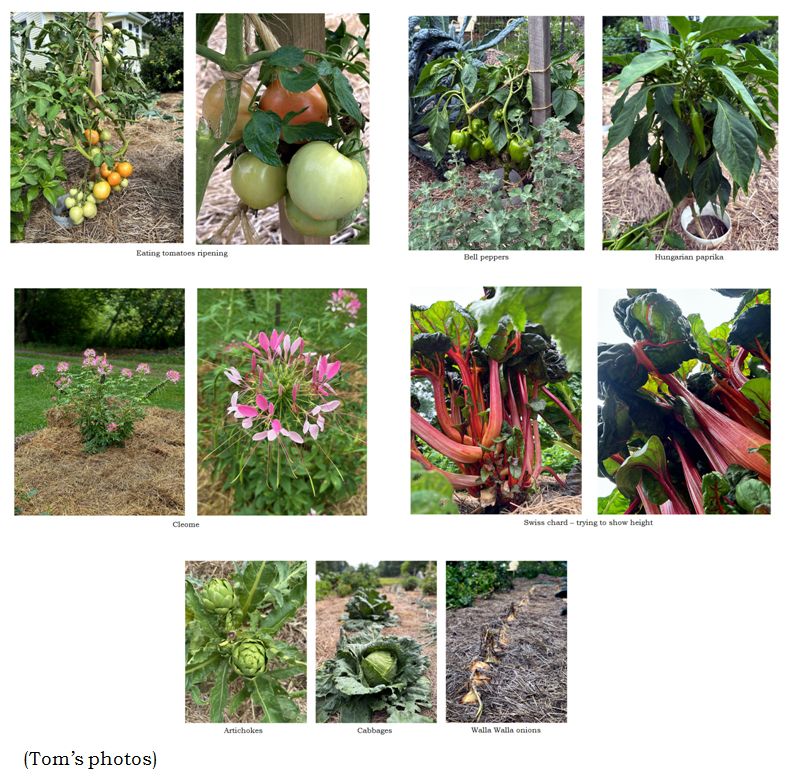 Tom's photos collage text August 2025.jpg