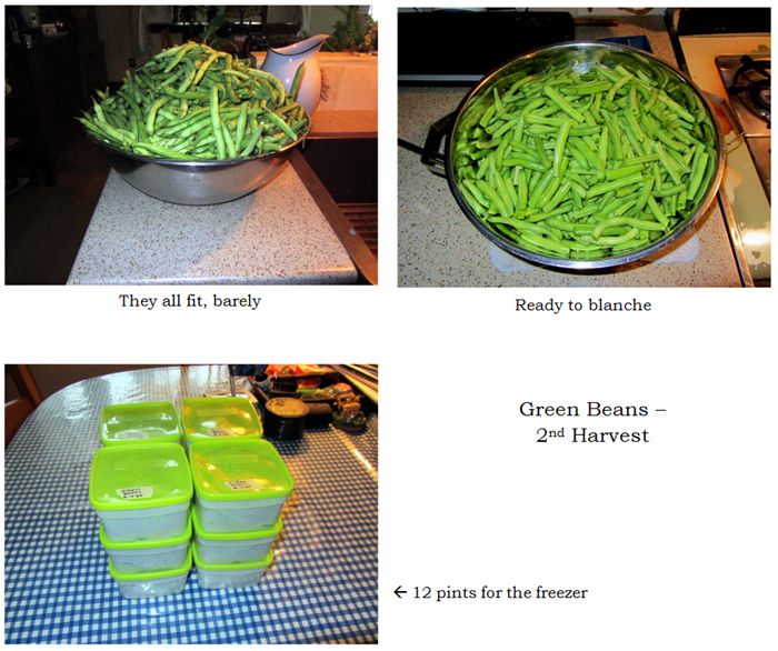 Green beans - 2nd collage text crop August 2025.jpg