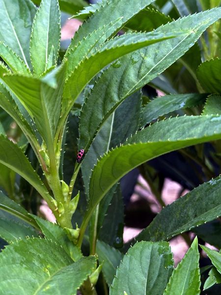 Big garden - ladybug on balsam crop August 2025.jpg