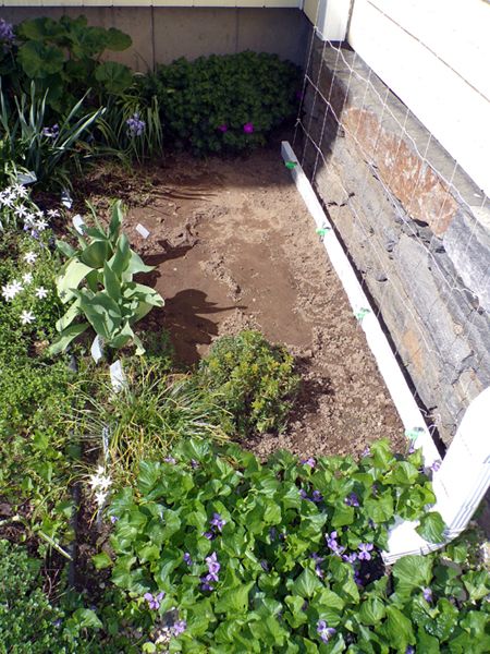 South - sweet peas replanted crop May 2024.jpg
