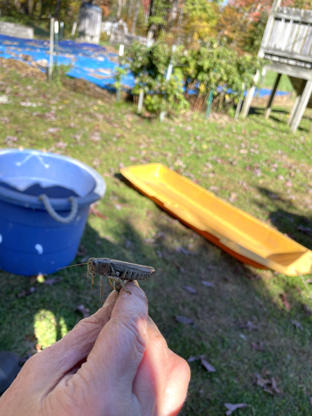 Large grasshopper crop Oct 2025.jpg