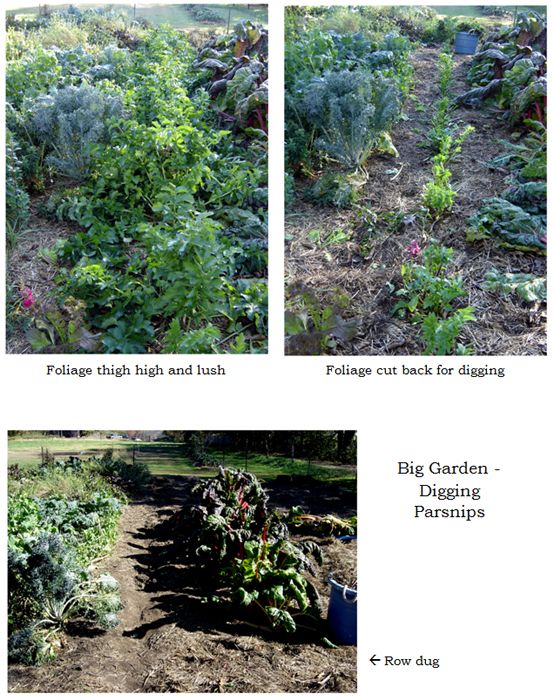 Big garden - parsnip row collage text crop Oct 2025.jpg