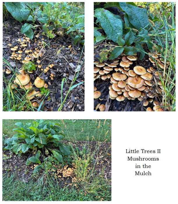 Little Trees II - mushrooms in mulch collage text crop Sept 2025.jpg
