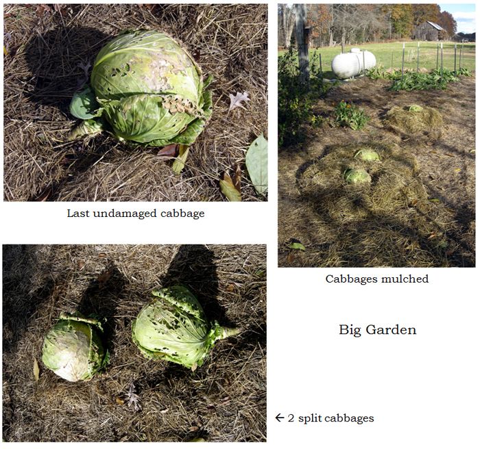 Big garden - cabbages collage text crop Nov 2025.jpg