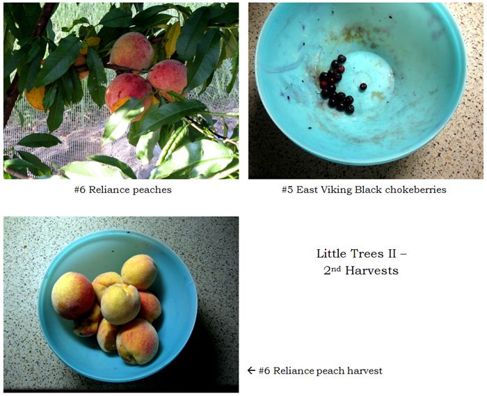 Little Trees II - 2nd harvests collage text crop August 2025.jpg