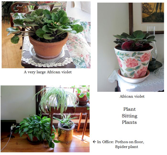 Maria's plants collage3 text crop Sept 2025.jpg