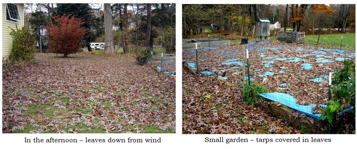 Backyard - leaves from wind collage text crop Oct 2025.jpg