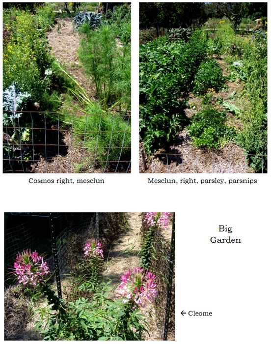 Big garden - collage2 text crop August 2025.jpg