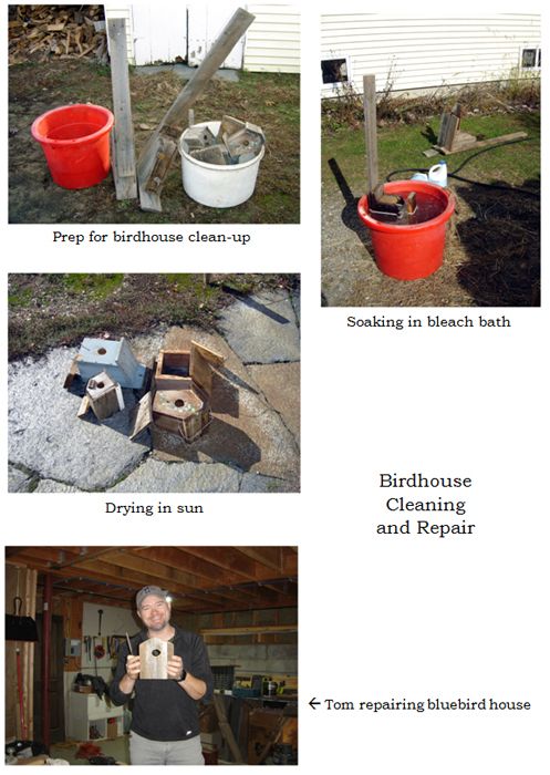 Bird house clean-up collage text crop Nov 2025.jpg