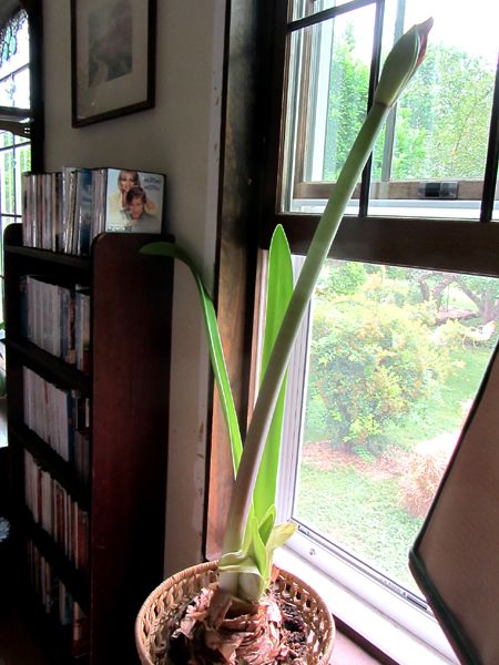 Amarylis bud crop July 2025.jpg