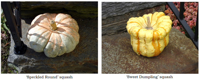 Squash collage text crop Oct 2025.jpg