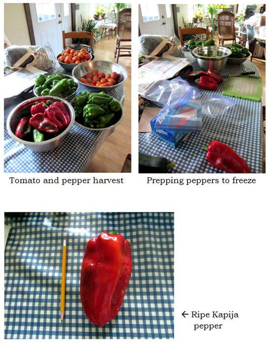 Peppers collage text crop Sept 2025.jpg