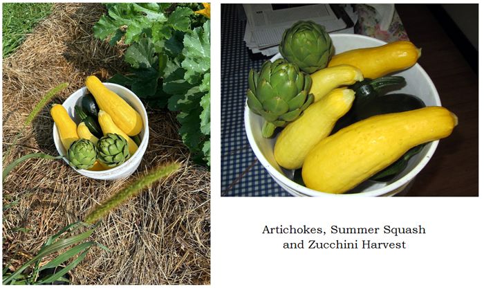 Bucket of squash and artichokes collage text crop July 2025.jpg