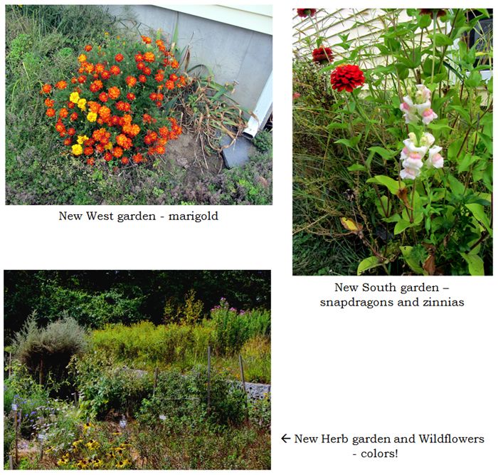 Misc flowers collage text crop Sept 2025.jpg