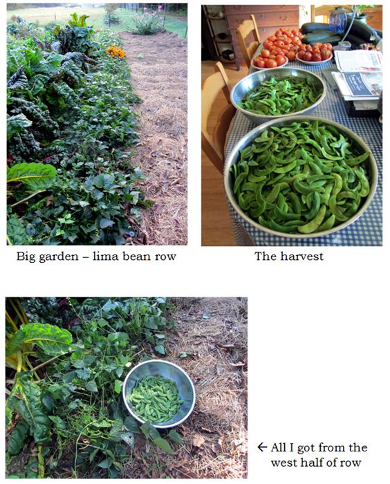 Lima bean harvest collage text crop Sept 2025.jpg