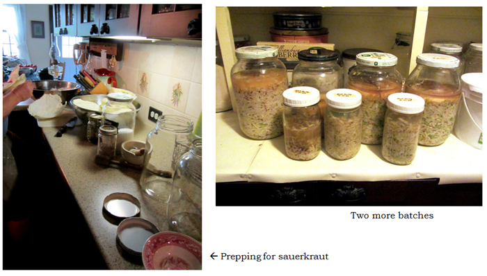 Sauerkraut - 2nd batch collage text crop Sept 2025.jpg