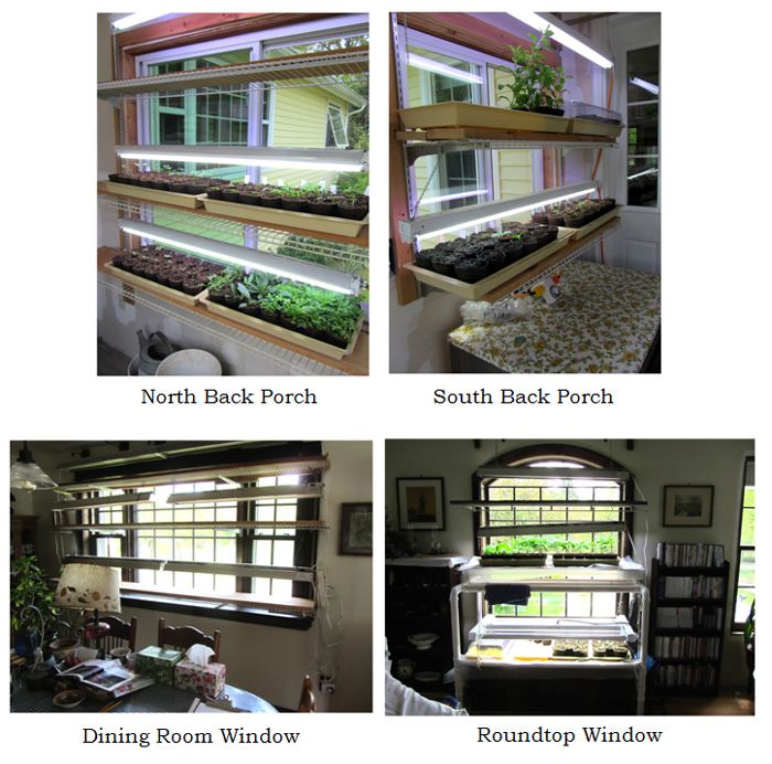 Seedling windows collage text crop May 2025.jpg