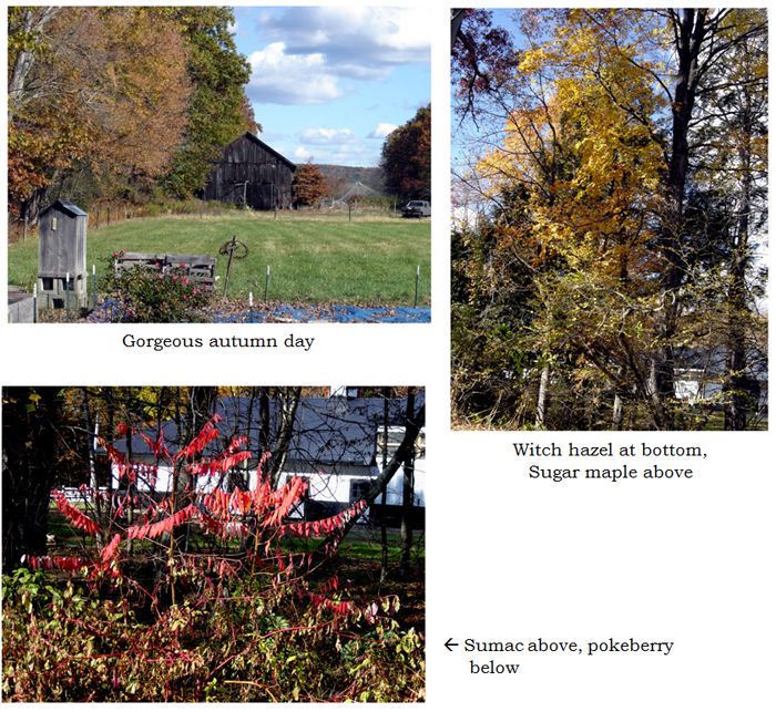 Around the yard collage2 text crop Oct 2025.jpg