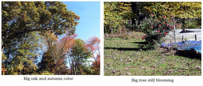 Autumn color and Big rose collage text crop Oct 2025.jpg