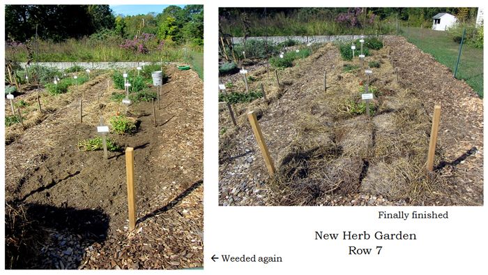 New Herb - Row 7, finished collage text crop Sept 2025.jpg