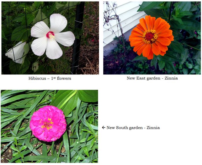 Misc flowers collage text crop August 2025.jpg