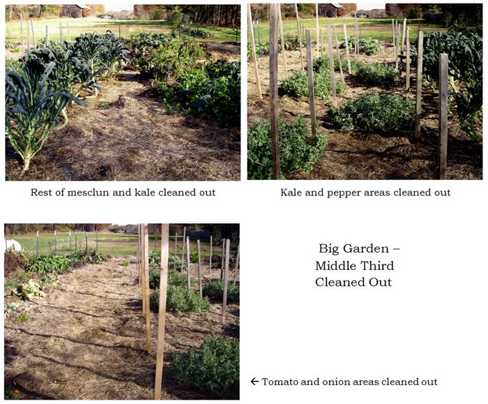 Big garden 2-3 cleaned out collage text crop Oct 2025.jpg