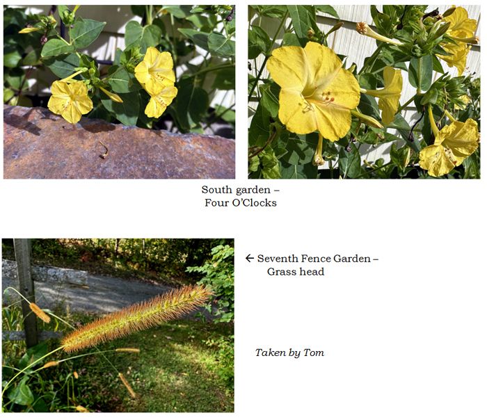 Misc flowers collage5 text crop Sept 2025.jpg