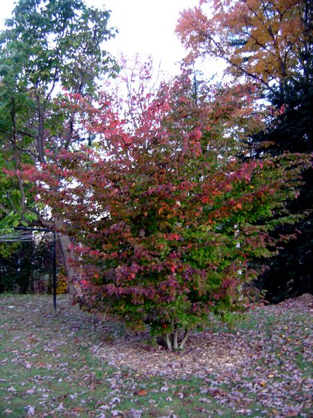 Kousa dogwood crop Oct 2025.jpg