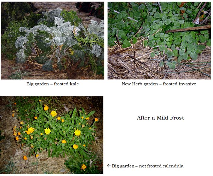 Mild frost collage text crop Oct 2025.jpg