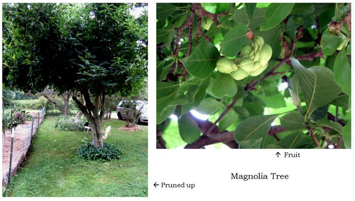 Magnolia collage text crop August 2025.jpg