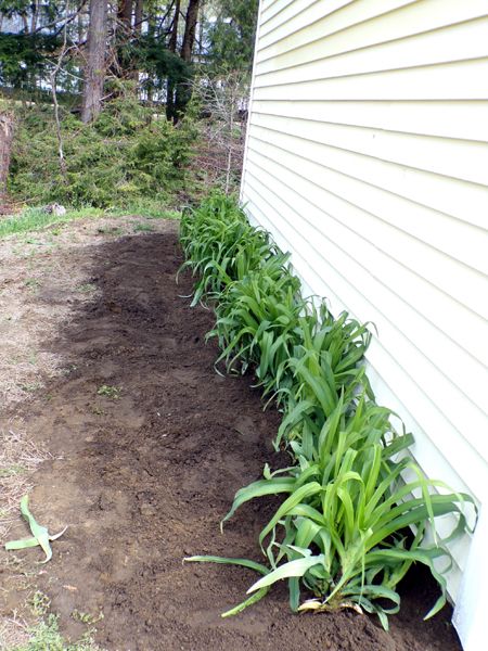 West Shed - daylilies planted crop May 2023.jpg