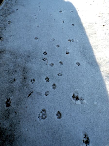 Tracks in snow crop April 2024.jpg