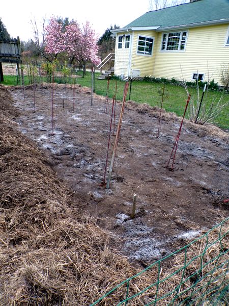 Small garden - pea fences2 crop April 2024.jpg