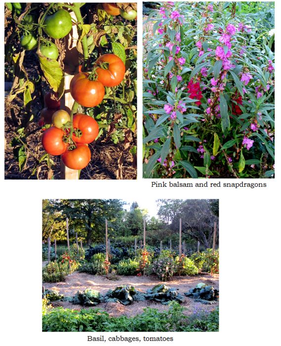 Big garden collage text crop Sept 2025.jpg