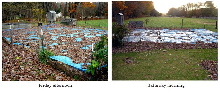 Small garden - leaves off tarps collage text crop Nov 2025.jpg