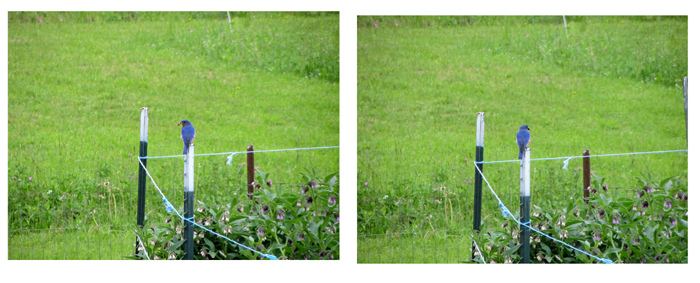 Mr Bluebird with insect collage crop May 2025.jpg