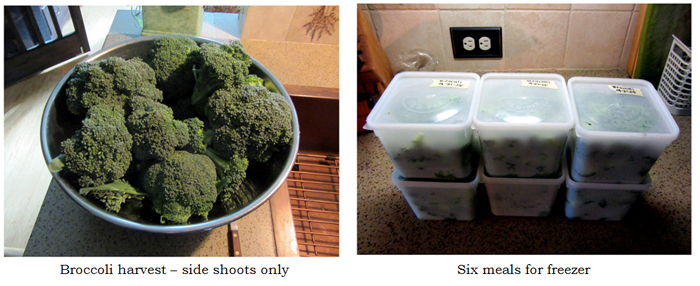 Broccoli - side shoot harvest collage text crop Sept 2025.jpg