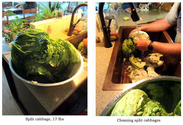 Sauerkraut - cleaning split cabbages collage text crop Sept 2025.jpg