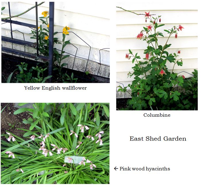 East Shed - flower collage text crop May 2025.jpg