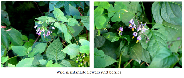 Nightshade flowers and berries collage text crop July 2025.jpg