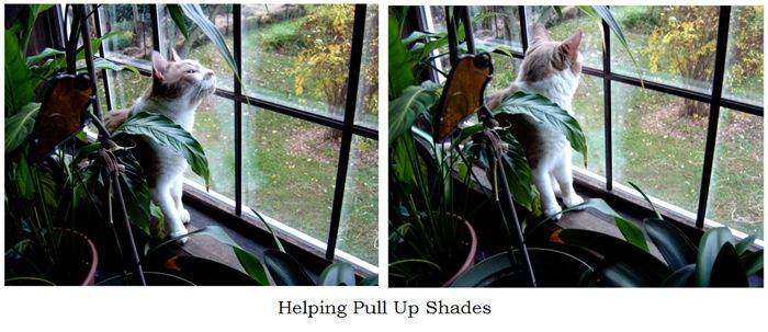 Helping put up shades collage text crop Oct 2025.jpg