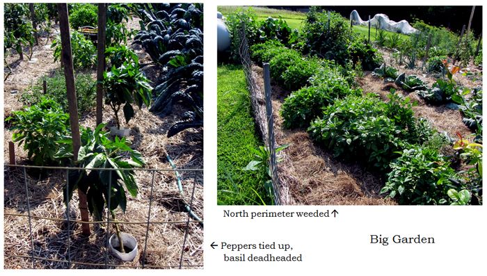Big garden - collage4 text crop August 2025.jpg